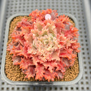 Graptoveria 'Starfire' 2" (Suculentia Original Hybrid) Succulent Plant Cutting