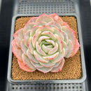 Echeveria 'Hyalina' Hybrid Seed-Grown 3"-4" Flower Village Hybrid Succulent Plant Cutting