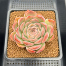 Echeveria 'Hyalina' Hybrid Seed-Grown 3"-4" Flower Village Hybrid Succulent Plant Cutting