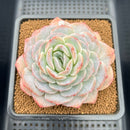 Echeveria 'Hyalina' Hybrid Seed-Grown 3"-4" Flower Village Hybrid Succulent Plant Cutting