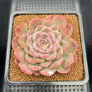 Echeveria 'Hyalina' Hybrid Seed-Grown 3"-4" Flower Village Hybrid Succulent Plant Cutting