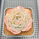 Echeveria 'Hyalina' Hybrid Seed-Grown 3"-4" Flower Village Hybrid Succulent Plant Cutting