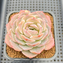 Echeveria 'Hyalina' Hybrid Seed-Grown 3"-4" Flower Village Hybrid Succulent Plant Cutting