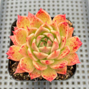 Echeveria 'Elizabeth' 2"-3" Succulent Plant