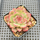 Echeveria Agavoides 'Chris Boney' Variegated 2" Succulent Plant