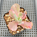 Echeveria 'Beserk' Variegated 2"-3" Succulent Plant