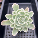 Echeveria 'Lemon Lime' Variegated 3"-4" Succulent Plant