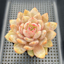 Echeveria 'Sung Young' 3"-4" Succulent Plant