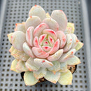Echeveria 'Sung Young' 3"-4" Succulent Plant