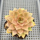 Echeveria 'Mysterious Rose' 3” Succulent Plant