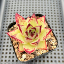 Echeveria Agavoides 'Ebony' Hybrid 3" Succulent Plant