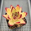 Echeveria Agavoides 'Ebony' Hybrid 3"-4" Succulent Plant