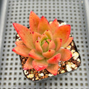 Echeveria 'Black Queen' Hybrid 2"-3" Seed Grown Succulent Plant