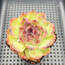 Echeveria 'Black Queen' Hybrid 2"-3" Seed Grown Succulent Plant