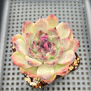 Echeveria 'Black Queen' Hybrid 2"-3" Seed Grown Succulent Plant