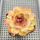 Echeveria 'Black Queen' Hybrid 2"-3" Seed Grown Succulent Plant