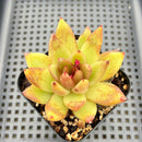Echeveria 'Red Crystal' 2" Succulent Plant