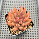 Echeveria Agavoides 'Shaikh' 2" Succulent Plant