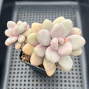 Graptopetalum 'Pink One' 4"-5" Double Head Succulent Plant