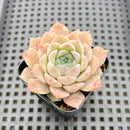 Echeveria sp. 2" Succulent Plant