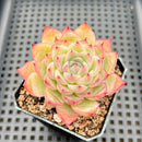 Echeveria 'Silhouette' 2" Succulent Plant