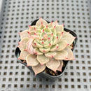 Echeveria sp. 2" Succulent Plant Cutting