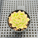 Echeveria sp. 1"-2" Succulent Plant