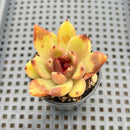 Echeveria sp. 2" Succulent Plant