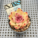 Echeveria 'Contrast' 2" Mam&Sister Farm Original Japanese Hybrid Succulent Plant
