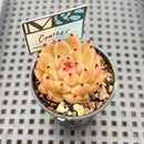 Echeveria 'Gather' 2" Mam&Sister Farm Original Japanese Hybrid Succulent Plant