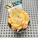 Echeveria 'Gather' 2" Mam&Sister Farm Original Japanese Hybrid Succulent Plant