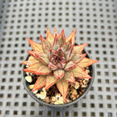 Echeveria Purposorum 1" Seed Grown Succulent Plant