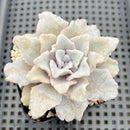 Echeveria 'Crispate Beauty' 2" Succulent Plant