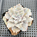 Echeveria 'Crispate Beauty' 2" Succulent Plant