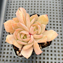 Echeveria sp. 2" Succulent Plant Cutting