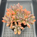Pachyphytum 'Black Swan' 4"-5" Cluster Succulent Plant