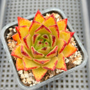 Echeveria Agavoides 'Orange Ebony' 2"-3" Succulent Plant