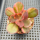 Echeveria 'Primadonna' Variegated 2" (100% Grown In House) Succulent Plant