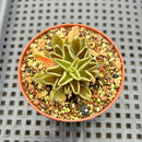 Echeveria Lutea 2" (100% Grown In House) Succulent Plant