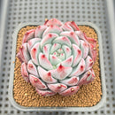 Echeveria 'Colorata' Hybrid 2"-3" Succulent Plant Cutting