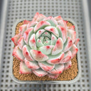 Echeveria 'Colorata' Hybrid 2"-3" Succulent Plant Cutting
