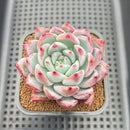 Echeveria 'Colorata' Hybrid 2"-3" Succulent Plant Cutting