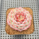 Echeveria 'Red Velvet' 2" Succulent Plant Cutting