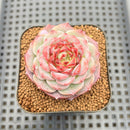 Echeveria 'Red Velvet' 2" Succulent Plant Cutting