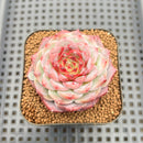 Echeveria 'Red Velvet' 2" Succulent Plant Cutting