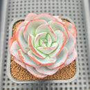 Echeveria 'Brinks Blue' 2"-3" Succulent Plant Cutting