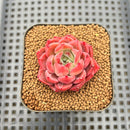 Echeveria 'Colorado' 1" Changhee Hybrid Succulent Plant