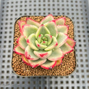 Echeveria Agavoides 'Gold Diamond' Variegated 2" Succulent Plant Cutting