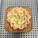 Echeveria Agavoides 'Butterfly' Variegated 2" Succulent Plant Cutting