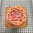 Echeveria 'Pinks' 2" Succulent Plant Cutting